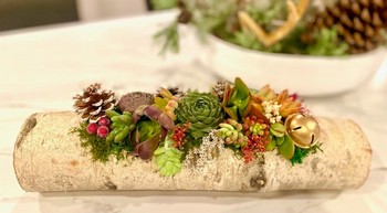 HOLIDAY SUCCULENT WORKSHOP WITH BRUNCH SIPS & BITES